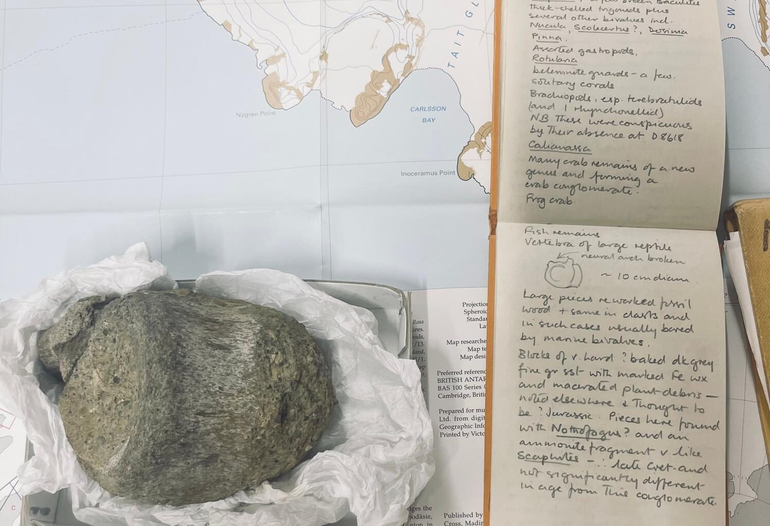 Fóssil encontrado em 1985 é confirmado como o primeiro dinossauro da Antártida