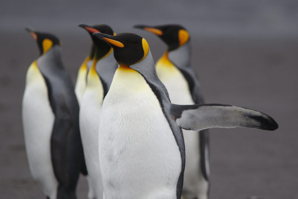 Colônia de pinguins-rei na ilha Heard