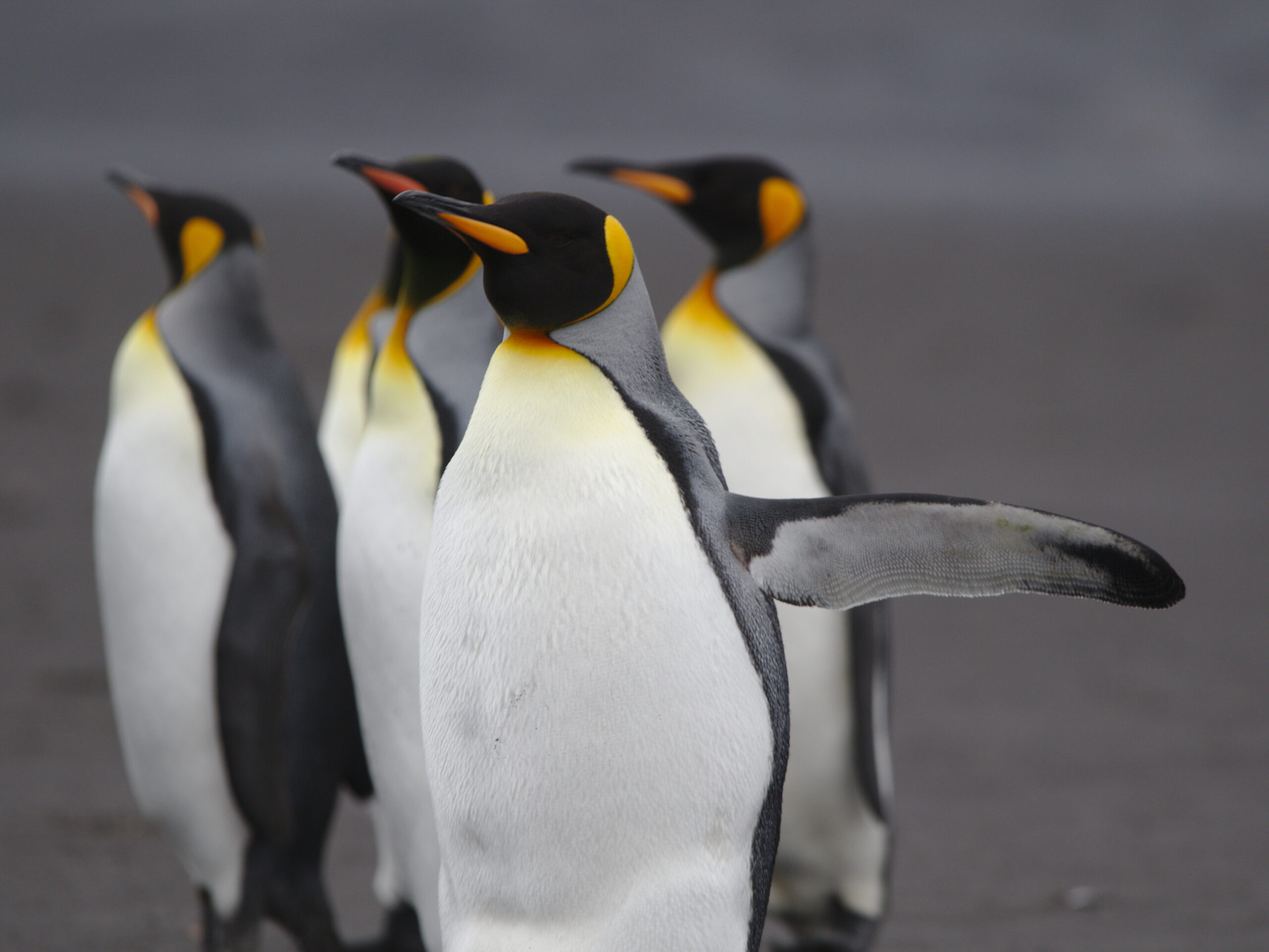 Gripe aviária H5N1 atinge fauna de ilhas subantárticas e eleva alerta científico