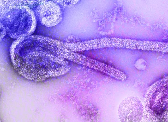Ebola Bundibugyo avança na República Democrática do Congo e supera 5,7 mil casos