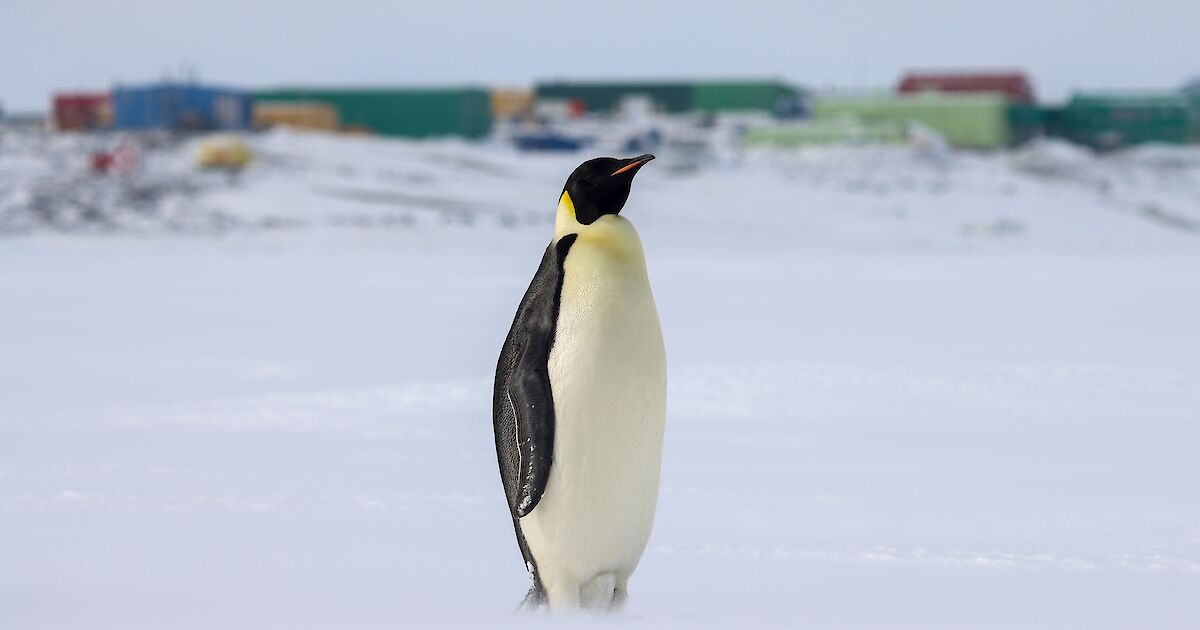 Davis Station in Antarctica receives environmental authorization for extensive critical infrastructure renovation