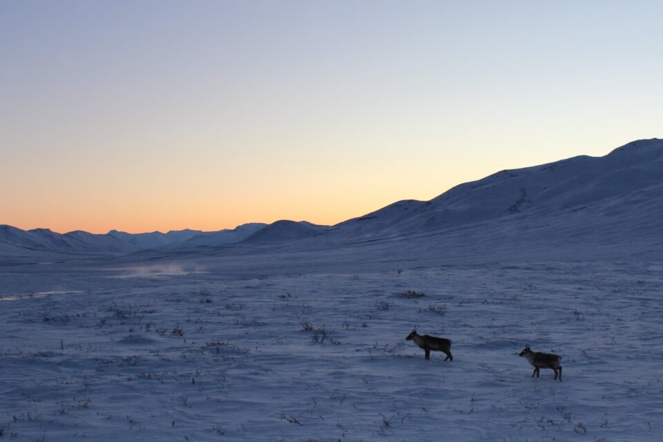 Uma rena adulta e um filhote atravessam uma paisagem ártica coberta de neve