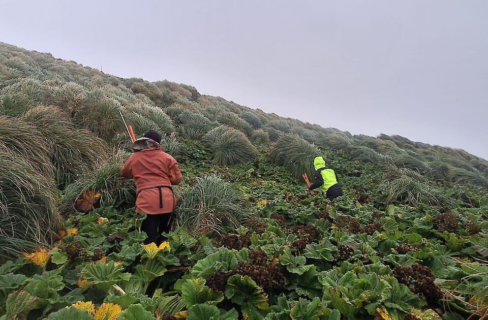 Pesquisadora buscando e demarcando tocas de petrel-cinzento na vegetação da Ilha Macquarie