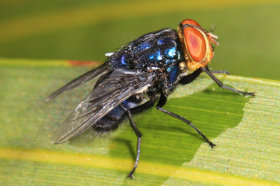 Cochliomyia hominivorax fly, the species that causes New World screwworm