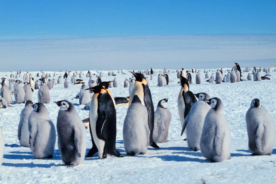 Grupo de pinguins-imperadores adultos e filhotes reunidos sobre o gelo na Antártida