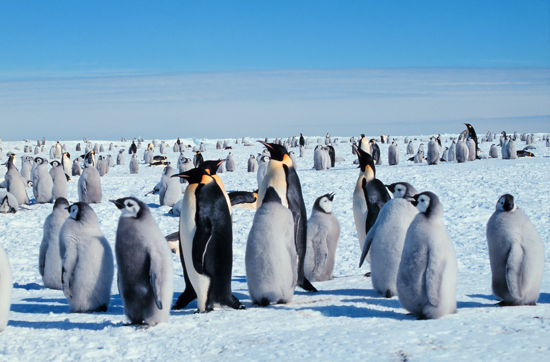 Maioria das colônias de pinguins-imperadores pode ficar quase extinta até 2100