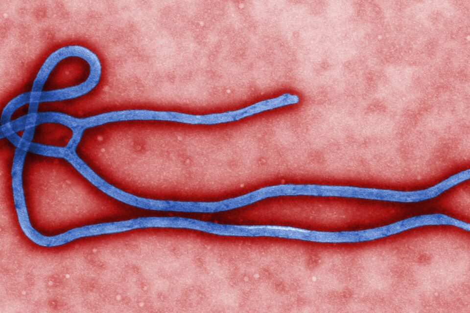 Micrografia colorizada de arquivo de um vírion de ebola.